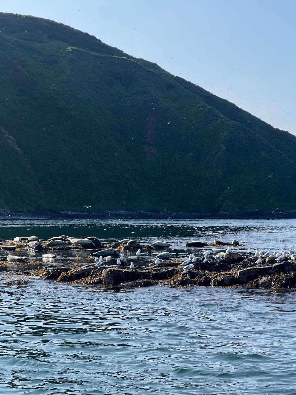 Морская прогулка в бухту Русскую. Экскурсионные туры по Камчатке