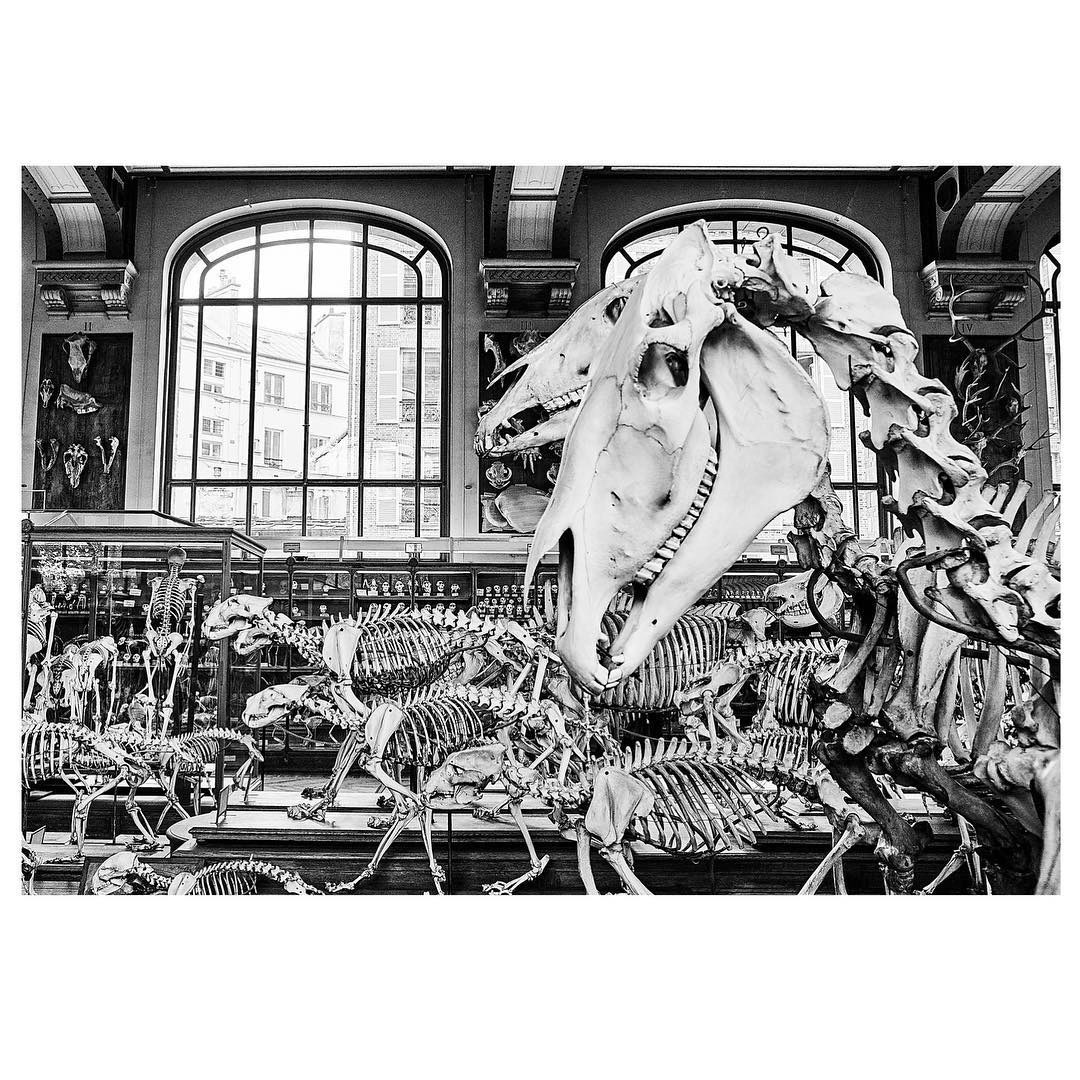 Paris: Download Error