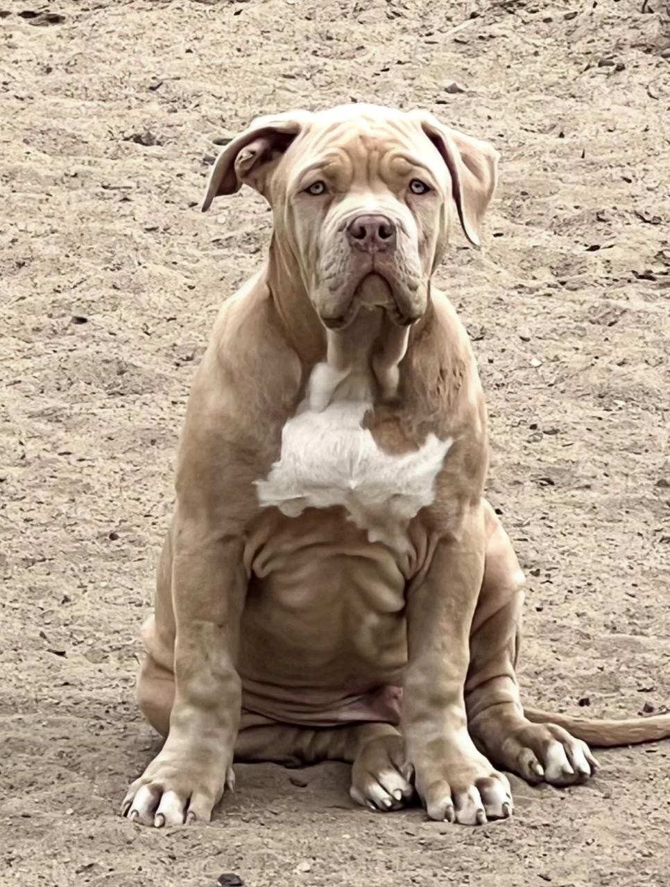 GBU ESKOBAR. Американские булли XL в г. Калининград. Питомник Great Bully UNIVERSE