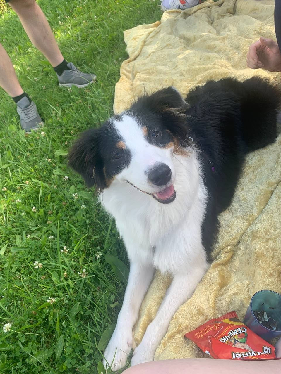 Ива. BLGKV питомник собак