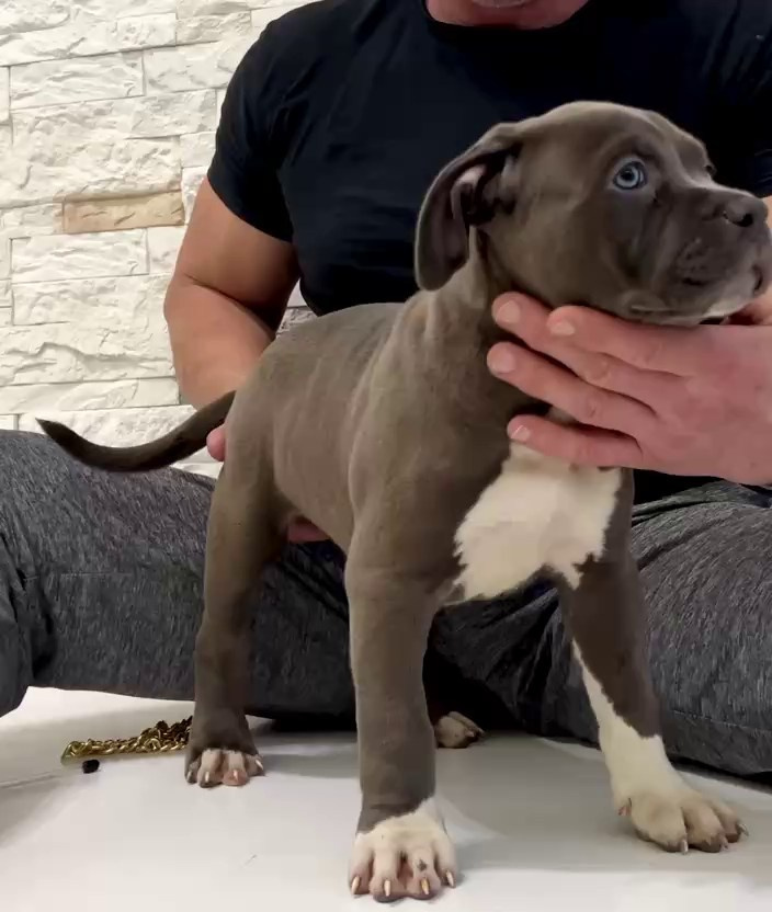 Все свободные щенки. Американские булли XL в г. Калининград. Питомник Great Bully UNIVERSE