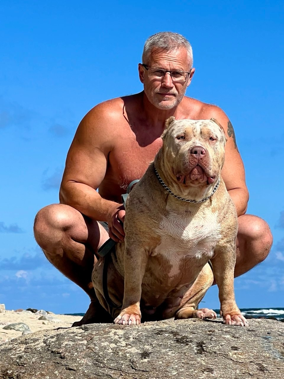 BBK’s Amber. Американские булли XL в г. Калининград. Питомник Great Bully UNIVERSE