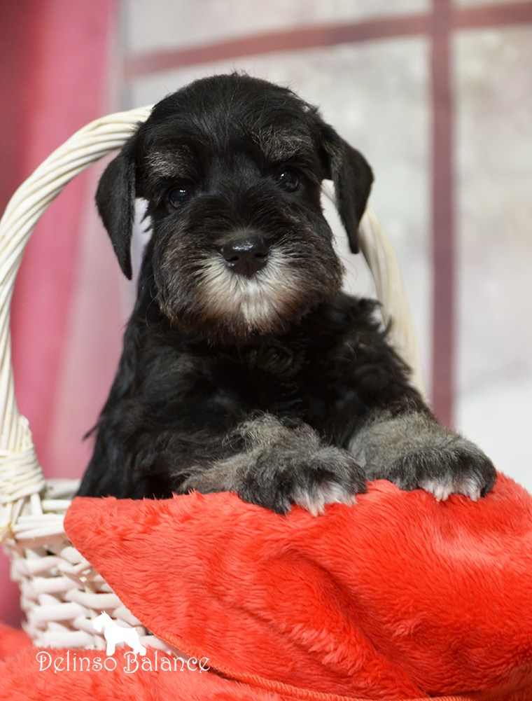 Питомник Делинсо Бэлэнс, щенки цвергшнауцера, купить щенка цвергшнауцера, питомник цвергшнауцеров, кобель цвергшнауцера для вязки, щенок цвергшнауцера, питомник цвергшнауцеров, черный с серебром, цверг, лучший питомник в беларуси, цвергшнауцеры минск, питомник цвергшнауцеров Минск, цвергшнауцер