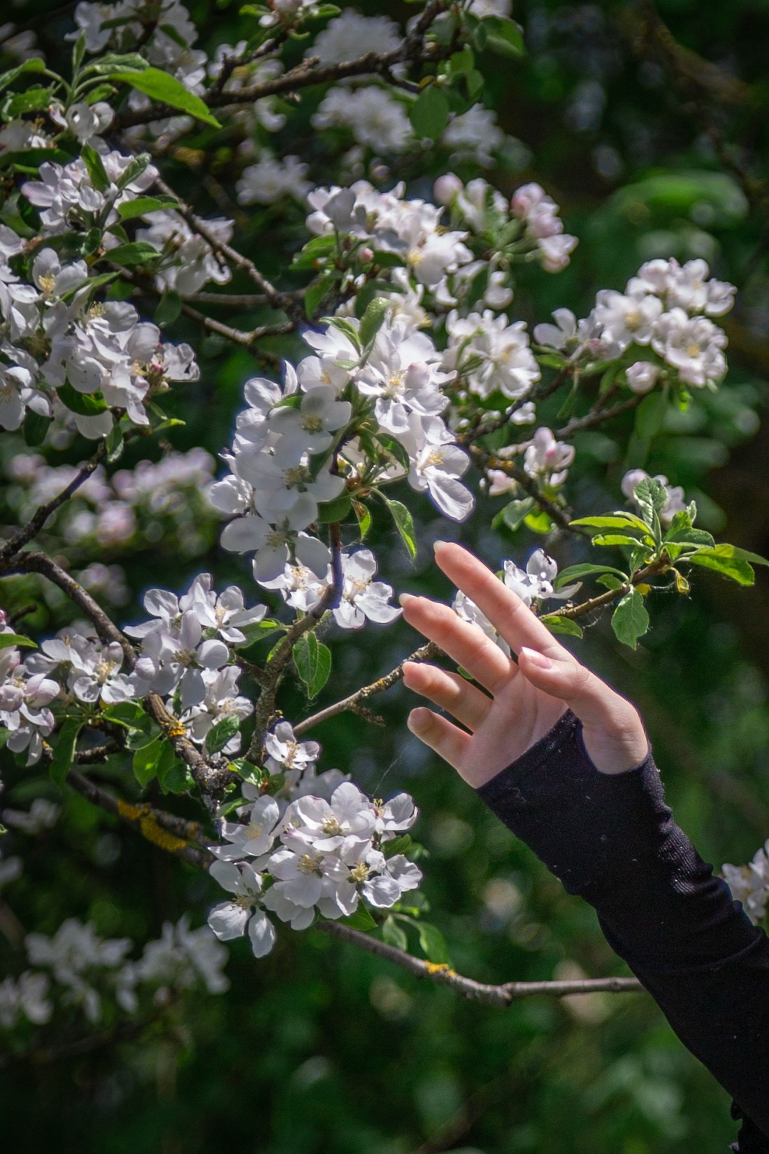 Весенняя фотосессия в цветении. Фотограф в Минске Екатерина Тузова