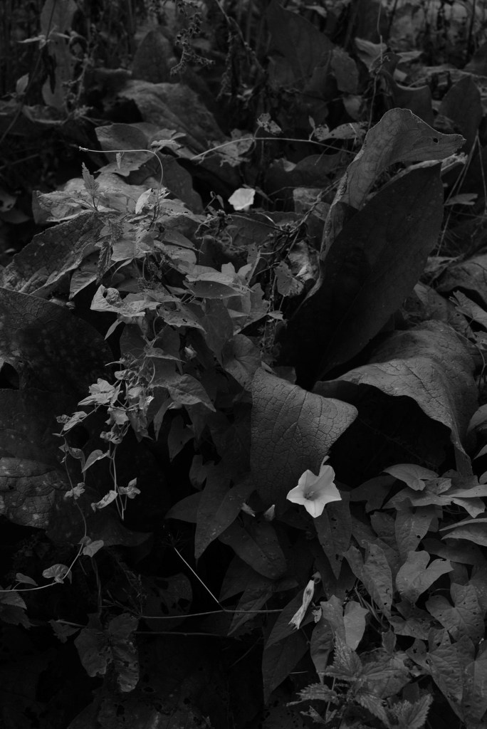 Непокорённая земля. Пылина Ирина — современная фотография