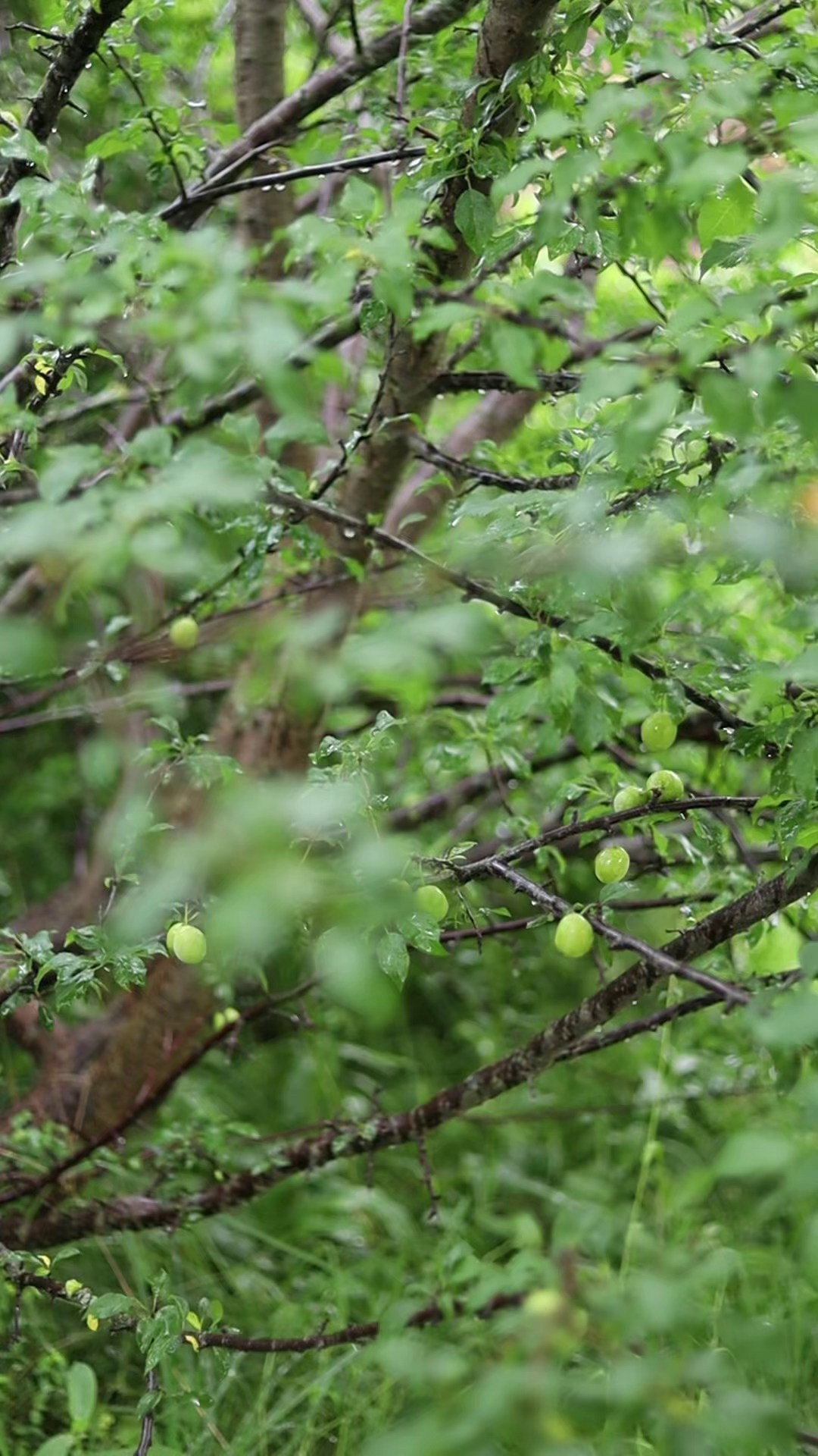 Коммерческие проекты. Ширяева Ольга