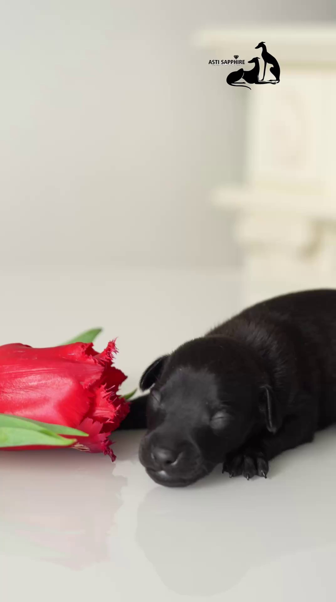 Чёрные левретки. Профессиональный питомник левреток РКФ/FCI ASTI SAPPHIRE 💎 Сочи|Санкт-Петербург