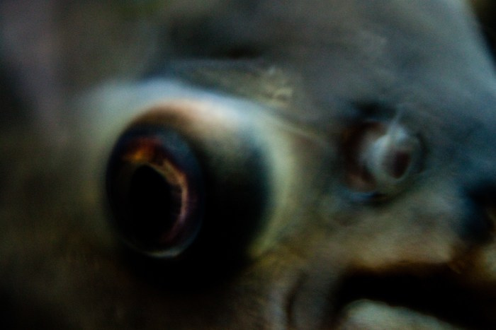 Archive ptoto projects. Янина болдырева Yanina Boldyreva