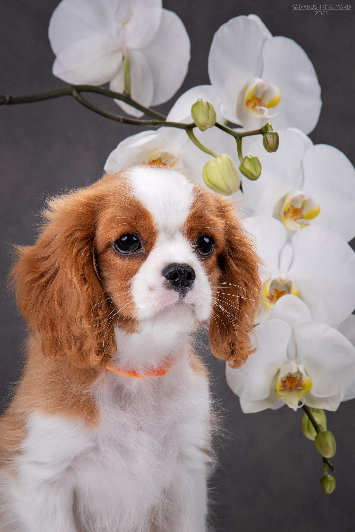 ккчс щенок блейнхейм