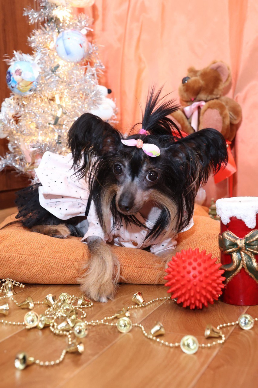Victoria (Poale Ell Viktoriya) is one year old!. Chinese Crested Dog Kennel Poale Ell
