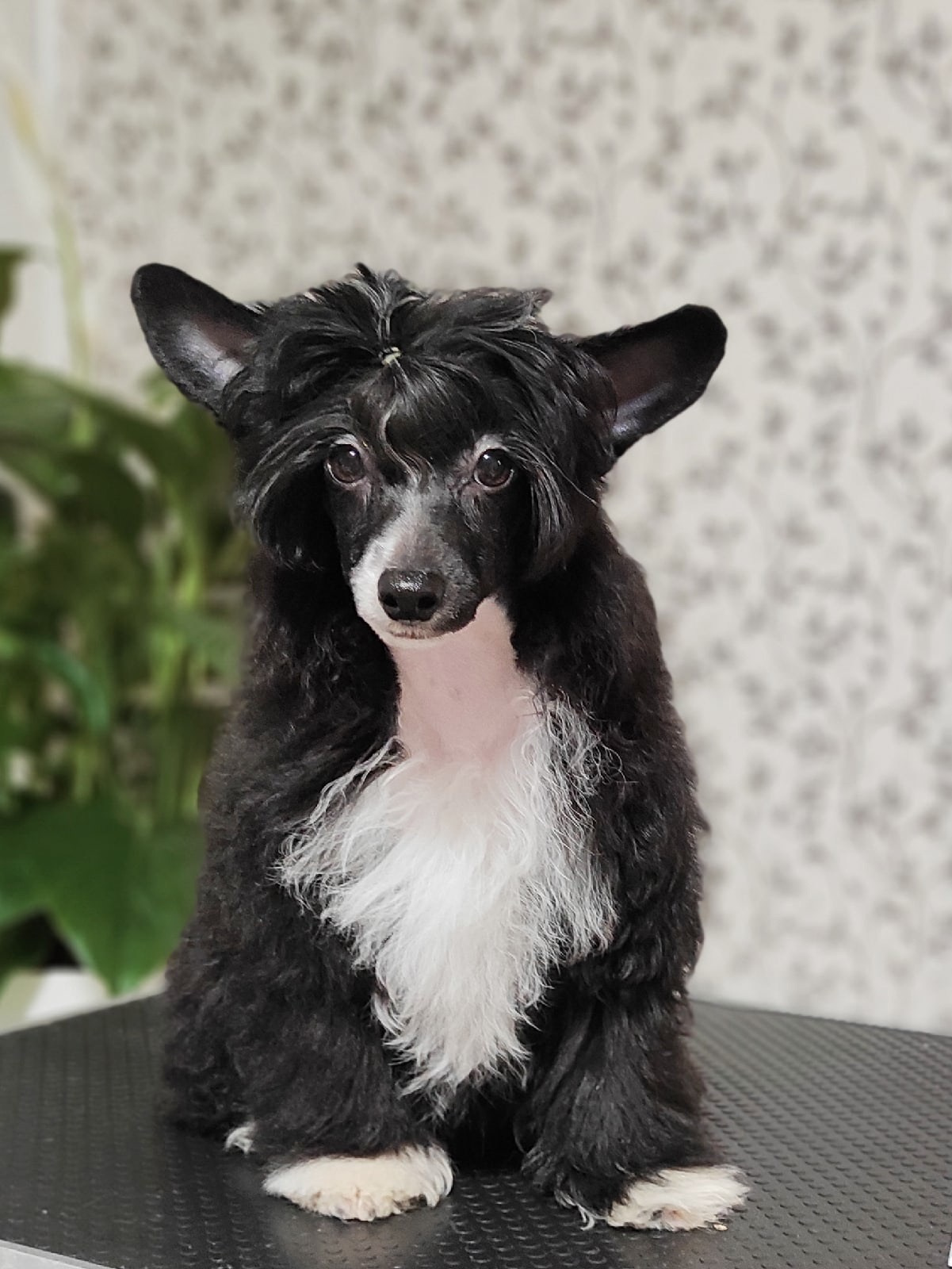 Poale Ell Chester Becomes a Dad for the First Time. Chinese Crested Dog Kennel Poale Ell