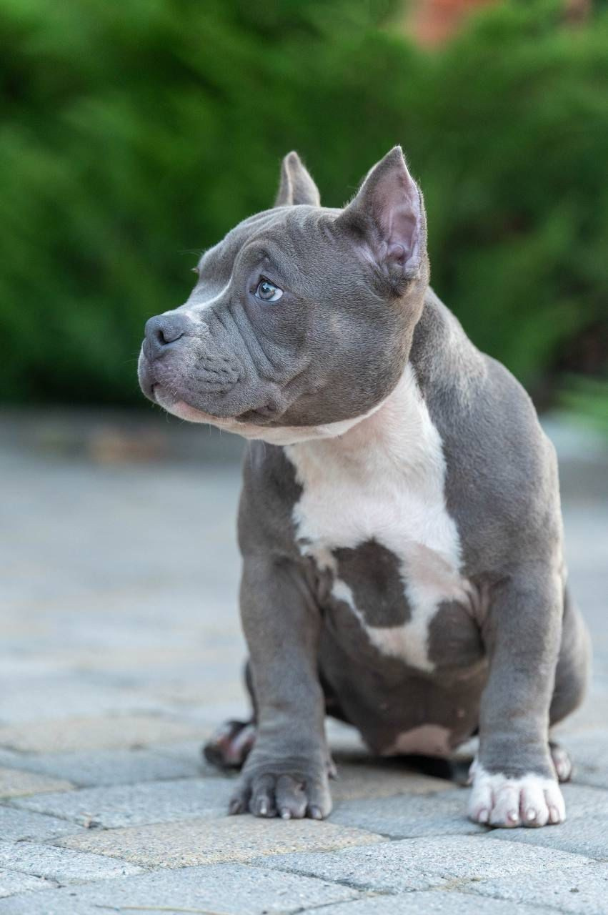 Помет Каспер и Изи. 18.04.25. Американский Булли в г. Ростов-на-Дону. Питомник THE POWER OF SIBERIA