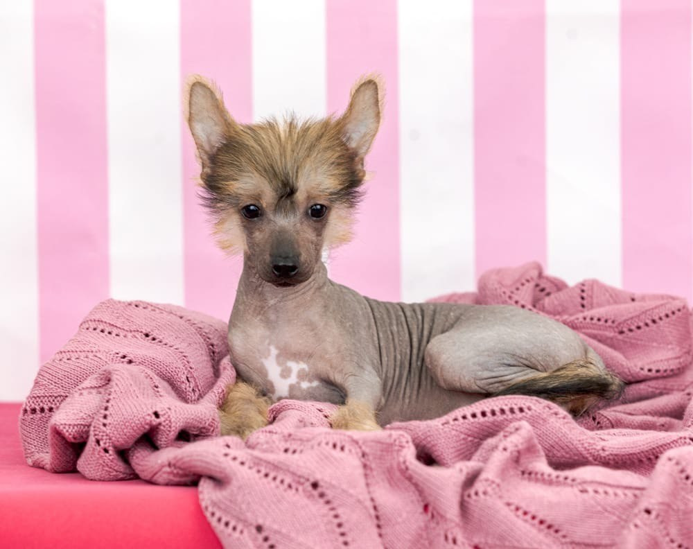 Ashantal Emmanuel Poale Ell. Chinese Crested Dog Kennel Poale Ell