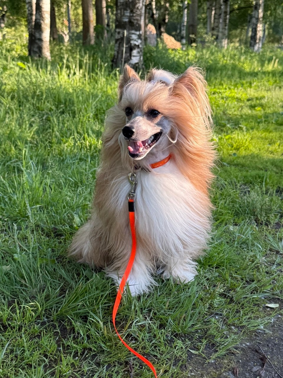 Veles on a walk in the forest. August 1, 2026.