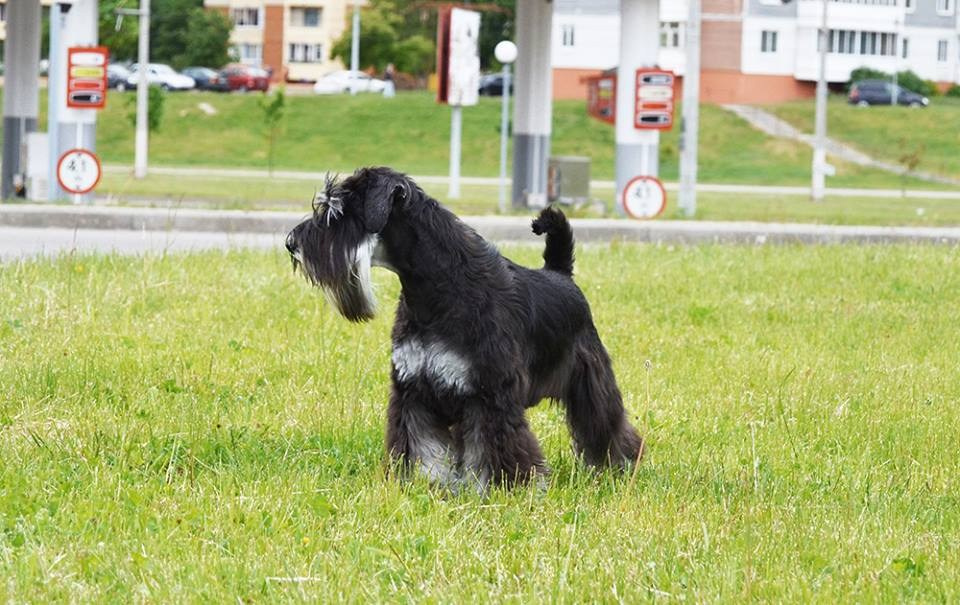 Майбах/Delinso Balance Argyris. Питомник цвергшнауцеров в Беларуси «Делинсо Бэлэнс»