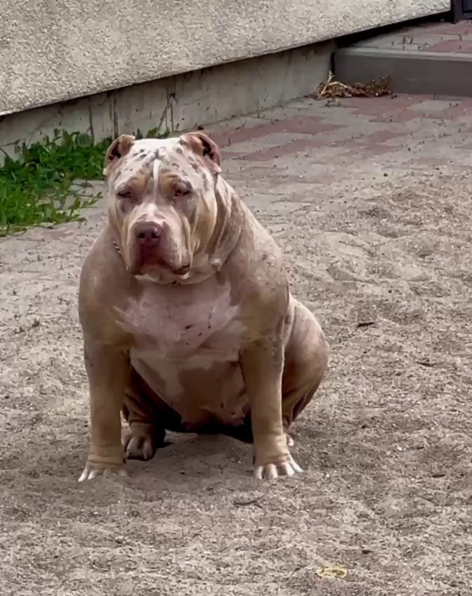 BBK’s Amber. Американские булли XL в г. Калининград. Питомник Great Bully UNIVERSE