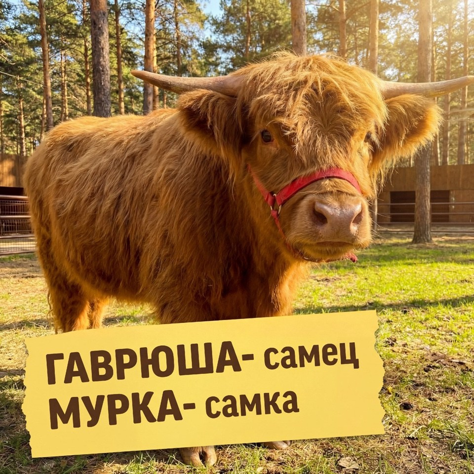 Корова Хайленд Шотландская порода Гаврюша с рыжей шерстью в зоопарке Лесная Братва