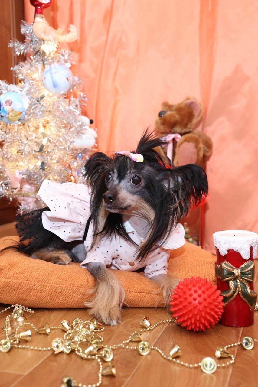 Victoria (Poale Ell Viktoriya) is one year old!. Chinese Crested Dog Kennel Poale Ell