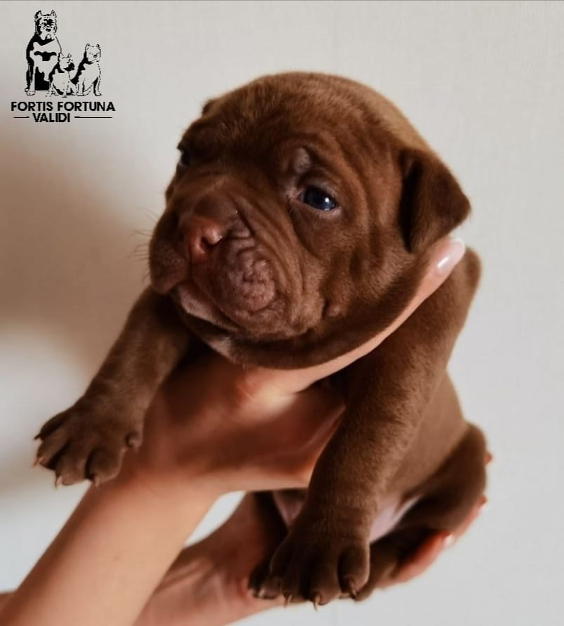 Официальный питомник American Bully в Белоруссии