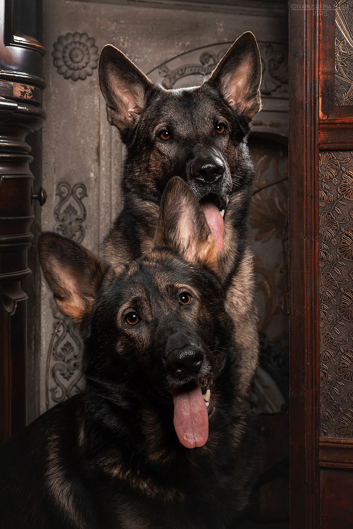 Съемки в интерьерных студиях. Фотограф собак в Москве и Московской области Иванушкина Мария