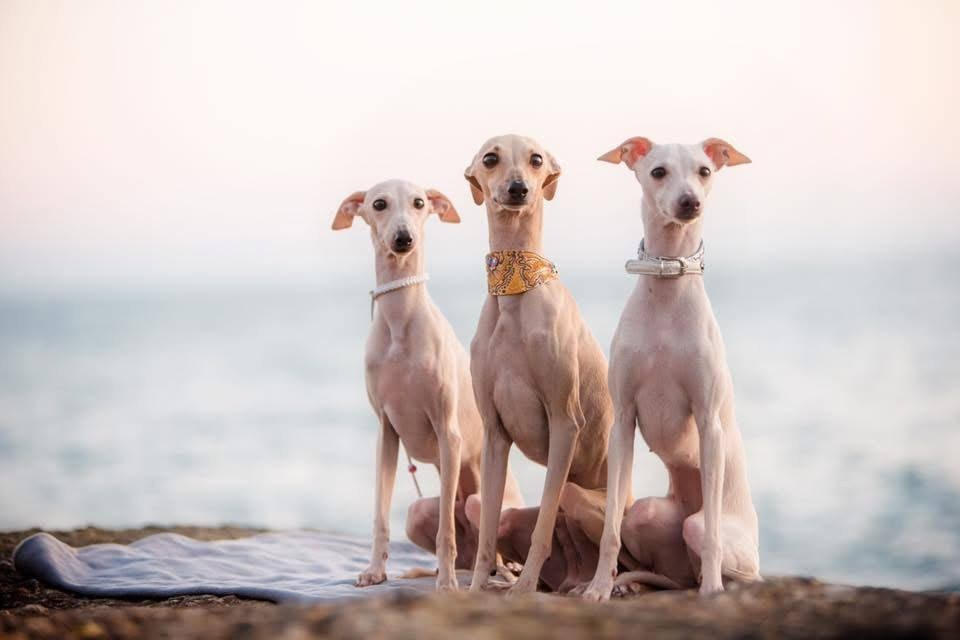 Первые наши собаки. Профессиональный питомник левреток РКФ/FCI ASTI SAPPHIRE 💎 Сочи|Санкт-Петербург