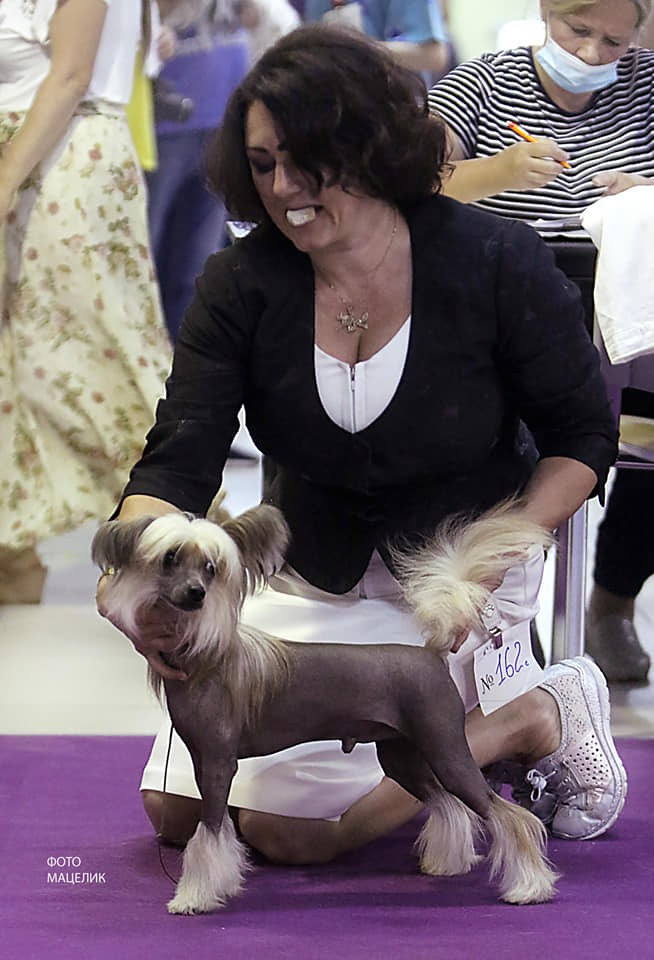 Свой первый день рождения (1 год) наши мальчики встретили на выставке.12.07.2020, Москва, МКОО "Антарес", судья: Крюкова Е.В., Купер- отлично1, СW, ЮСАС, ЮЧФ, ЛЮ, ЛПП. Хендлер Татьяна Чистонова.