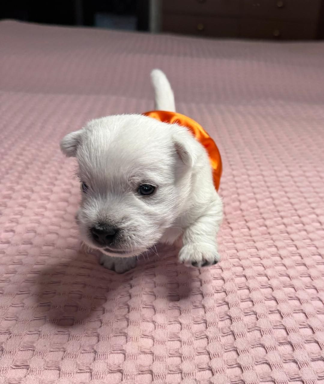 Щенки 14.01.2025. Питомник собак породы вест хайленд вайт терьер в Москве