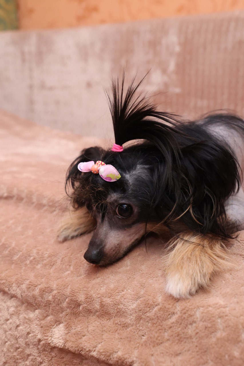 Victoria (Poale Ell Viktoriya) is one year old!. Chinese Crested Dog Kennel Poale Ell