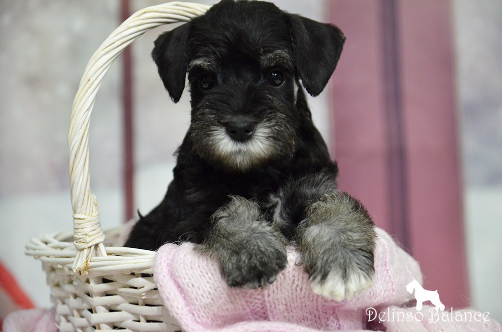 Питомник Делинсо Бэлэнс, щенки цвергшнауцера, купить щенка цвергшнауцера, питомник цвергшнауцеров, кобель цвергшнауцера для вязки, щенок цвергшнауцера, питомник цвергшнауцеров, черный с серебром, цверг, лучший питомник в беларуси, цвергшнауцеры минск, питомник цвергшнауцеров Минск, цвергшнауцер