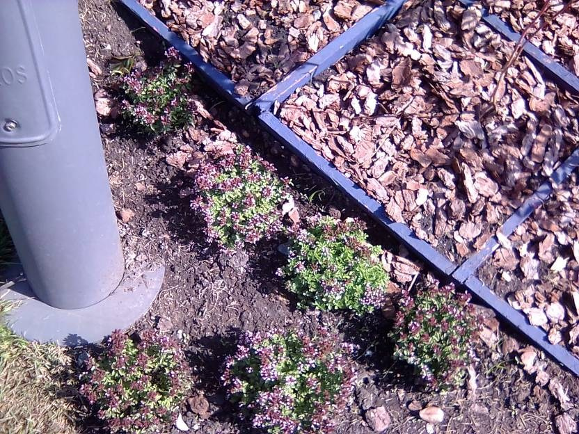 ВНИМАНИЕ! ФЕСТИВАЛЬ ЛАНДШАФТНОГО СТРОИТЕЛЬСТВА. 俄罗斯设计估算