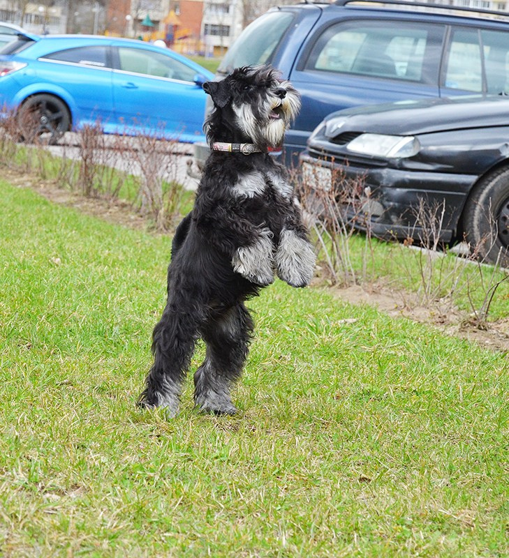 Майбах/Delinso Balance Argyris. Питомник цвергшнауцеров в Беларуси «Делинсо Бэлэнс»