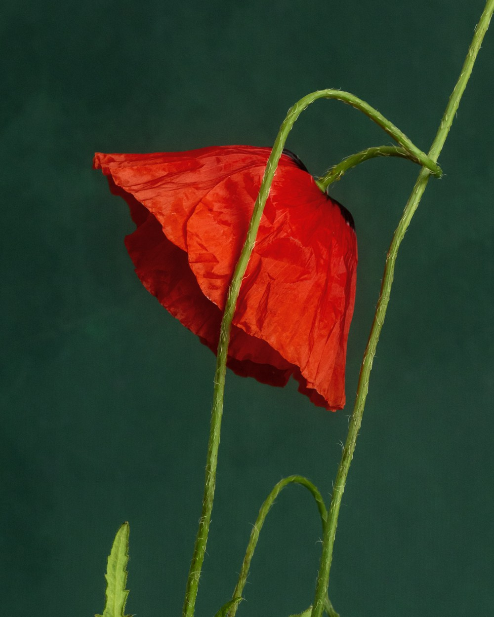 If Only. Author’s fine art prints with international delivery