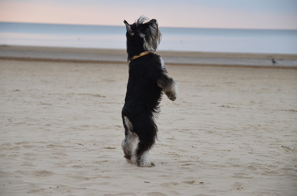 Софи/Asson Ari Vivien Marceau. Питомник цвергшнауцеров в Беларуси «Делинсо Бэлэнс»