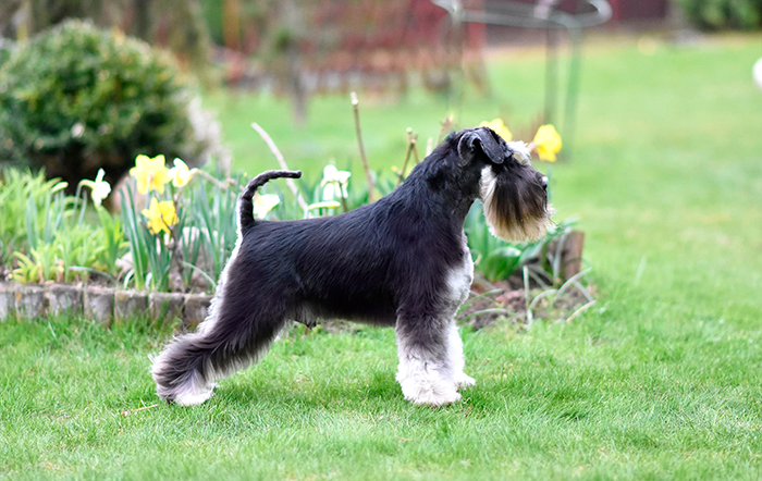 Майбах/Delinso Balance Argyris. Питомник цвергшнауцеров в Беларуси «Делинсо Бэлэнс»