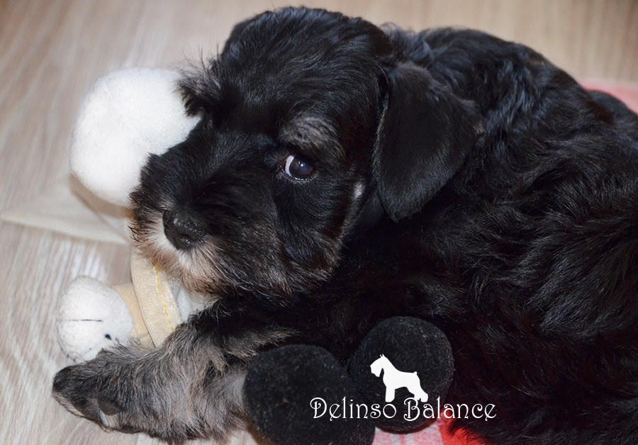 Гелик/ Delinso Balance Enamorado De-Ti. Питомник цвергшнауцеров в Беларуси «Делинсо Бэлэнс»