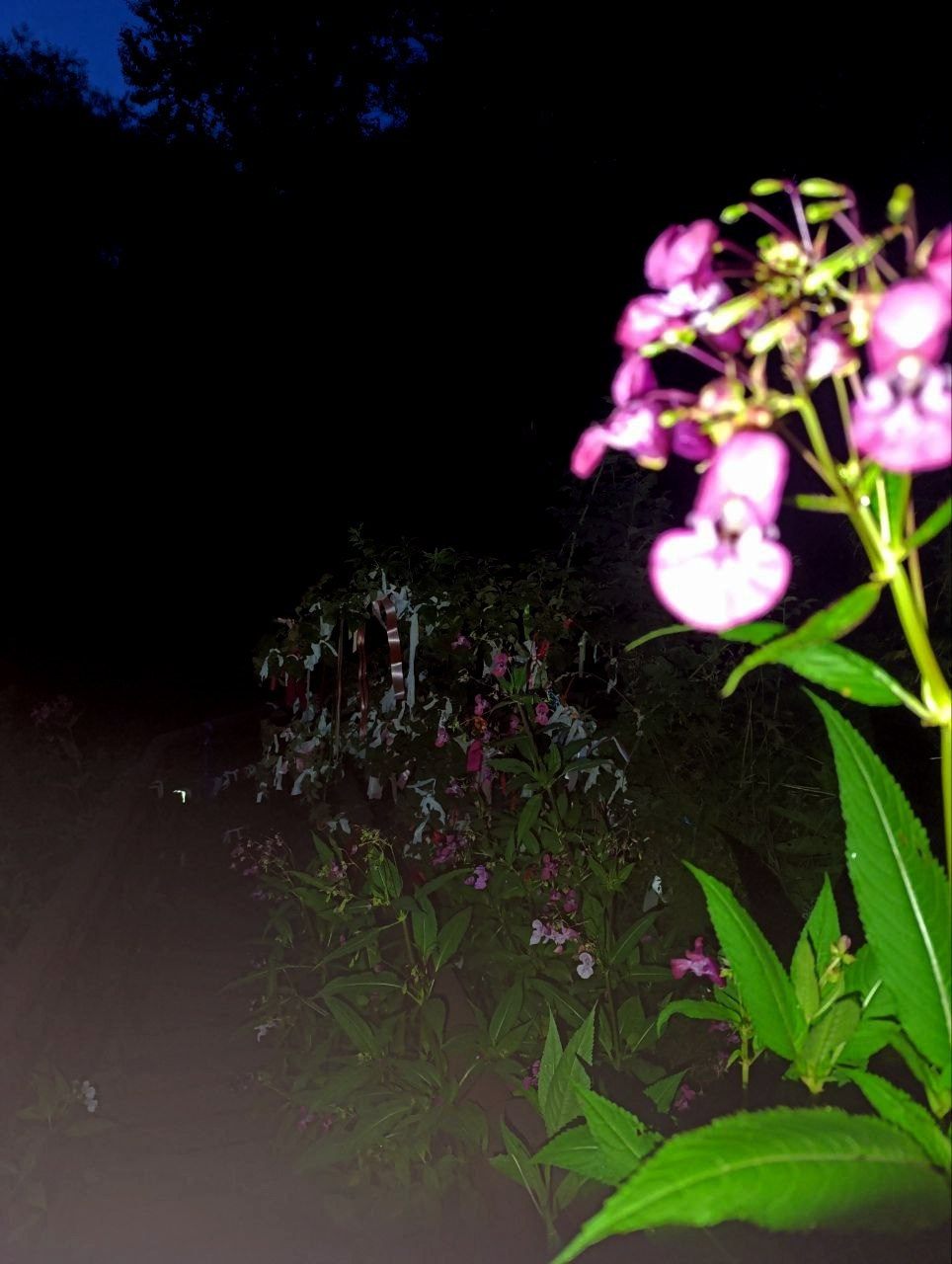 Елена Чернышова — Пираты воображения