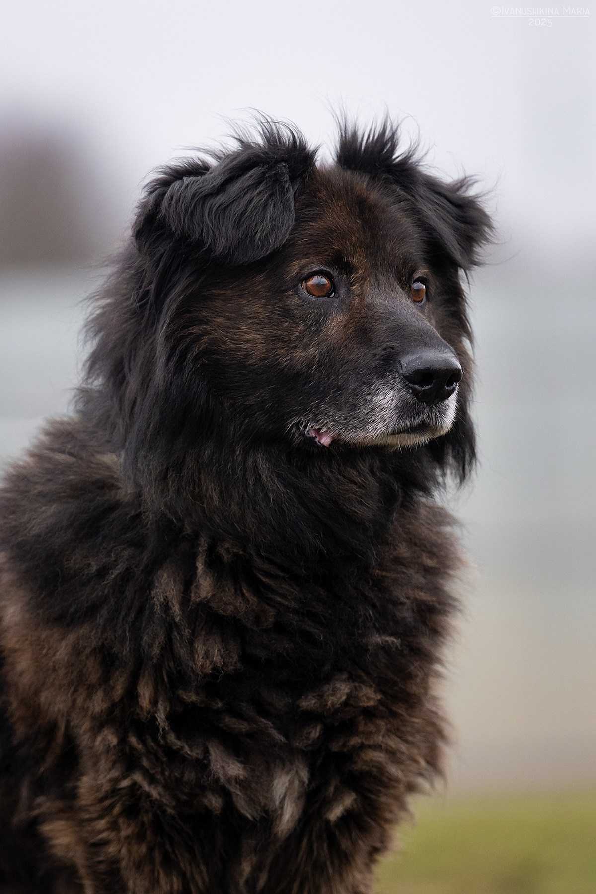 Пиарные фотосессии собак на пристройство. Фотограф собак в Москве и Московской области Иванушкина Мария