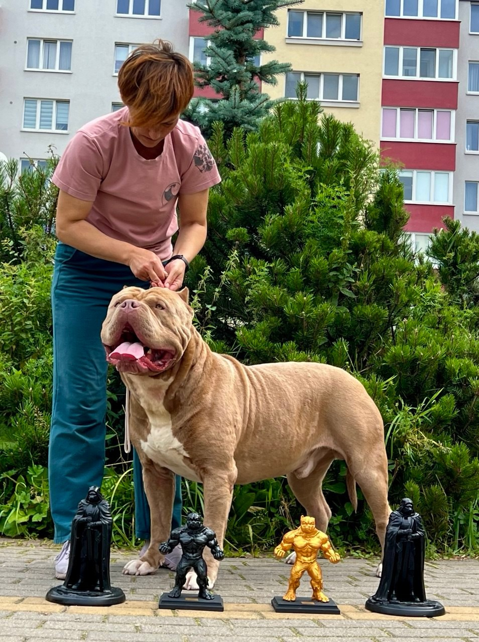 Хантер. Американские булли XL в г. Калининград. Питомник Great Bully UNIVERSE