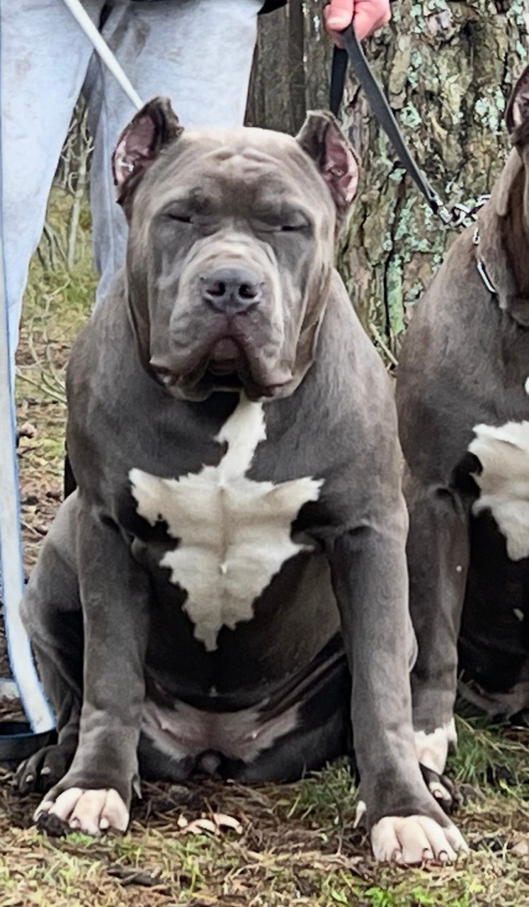 GBU Lakshmi. Американские булли XL в г. Калининград. Питомник Great Bully UNIVERSE