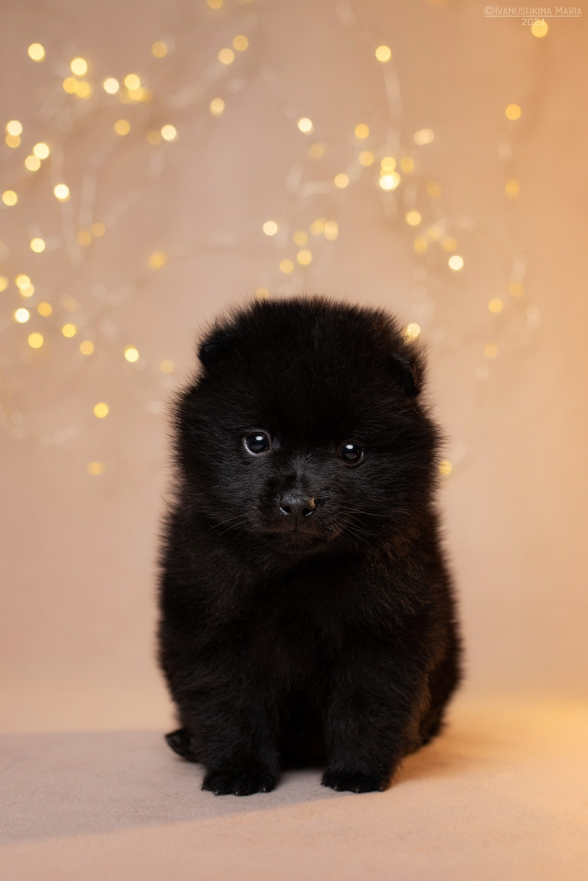 Фотосессия щенков на фонах. Фотограф собак в Москве и Московской области Иванушкина Мария