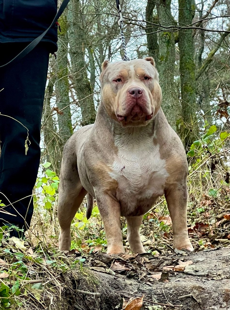 BBK’s Amber. Американские булли XL в г. Калининград. Питомник Great Bully UNIVERSE