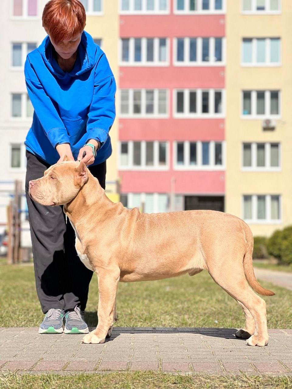 Все свободные щенки. Американские булли XL в г. Калининград. Питомник Great Bully UNIVERSE