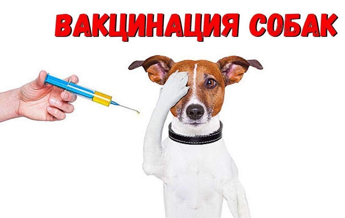 Отравления, первая помощь и меры профилактики. НРОО КЦ "Собаковод"