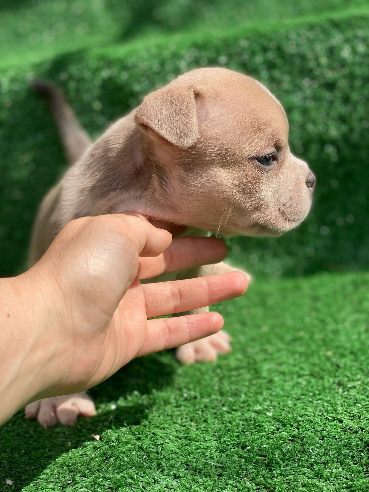 Помет Каспер и Кентуки. 14.05.25. Американский Булли в г. Ростов-на-Дону. Питомник THE POWER OF SIBERIA