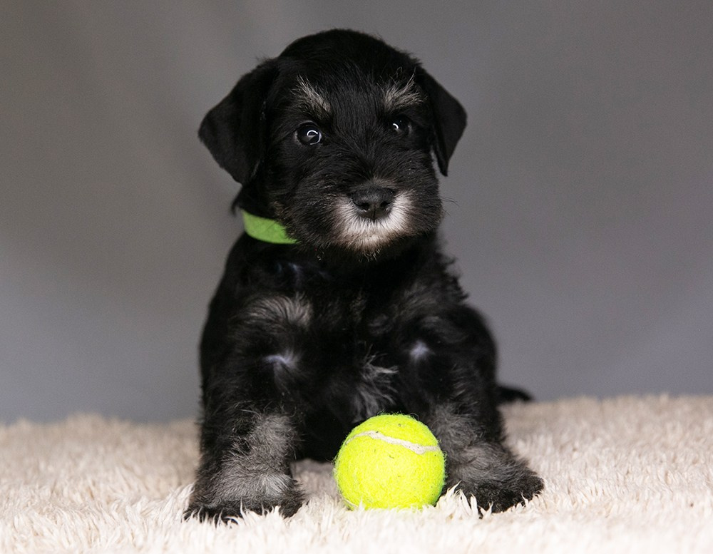 Щеночек предлагается! Юдай/ Делинсо Бэлэнс Юдай Гин-Куро/ Delinso Balance Yudai Gin-Kuro