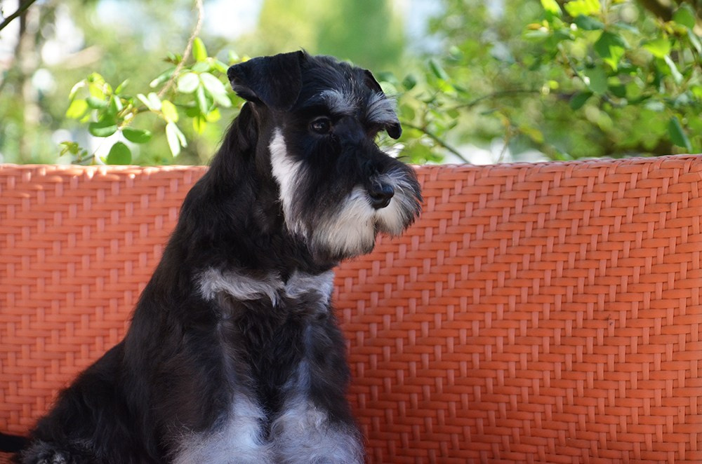 Litter «CH» 08.01.2025. Питомник цвергшнауцеров в Беларуси «Делинсо Бэлэнс»