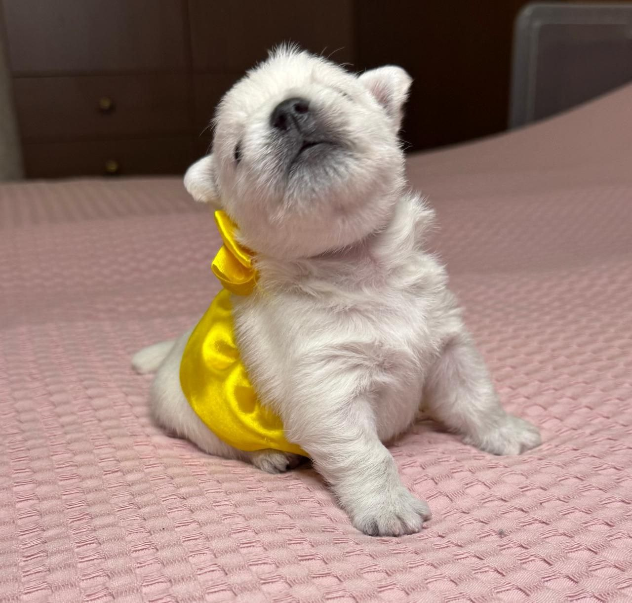 Щенки 14.01.2025. Питомник собак породы вест хайленд вайт терьер в Москве