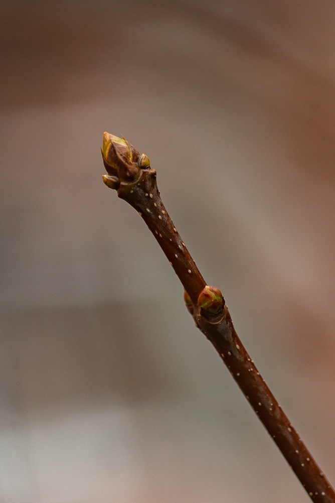 22.03.24 В память об этом дне…. Семейный и детский фотограф |Брянск| Анастасия Перепелкина