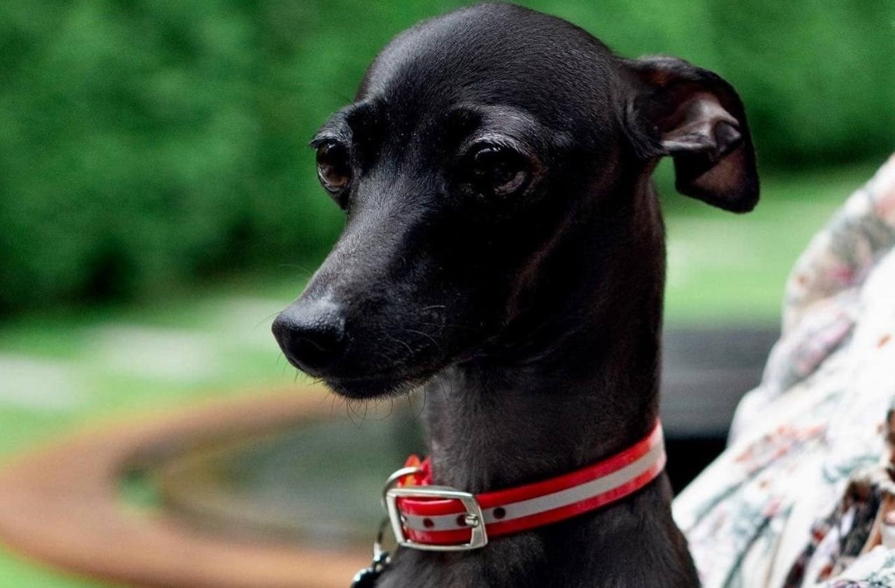 Чёрные левретки. Профессиональный питомник левреток РКФ/FCI ASTI SAPPHIRE 💎 Сочи|Санкт-Петербург