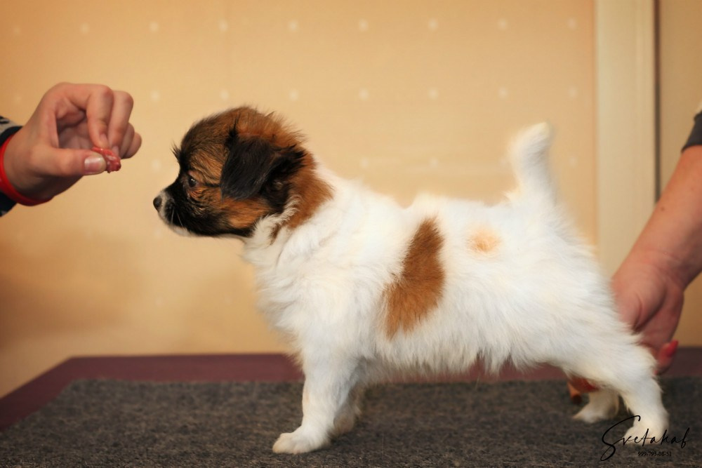 Щенки. Slavilada-Лапки. Свет. Любовь… Профессиональная фотосессия питомцев Для памяти, пристройства и продажи. Хабаровск